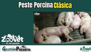 Peste Porcina Clásica