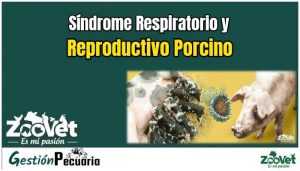 Síndrome Respiratorio y Reproductivo Porcino