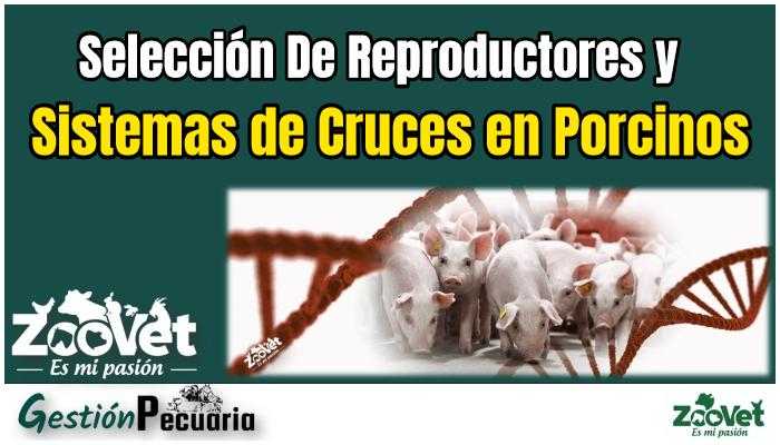 Selección De Reproductores y Sistemas de Cruces en Porcinos
