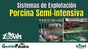 Lee más sobre el artículo Sistemas de Explotación Porcina Semi-Intensiva