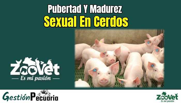 pubertad y madurez Sexual En Cerdos