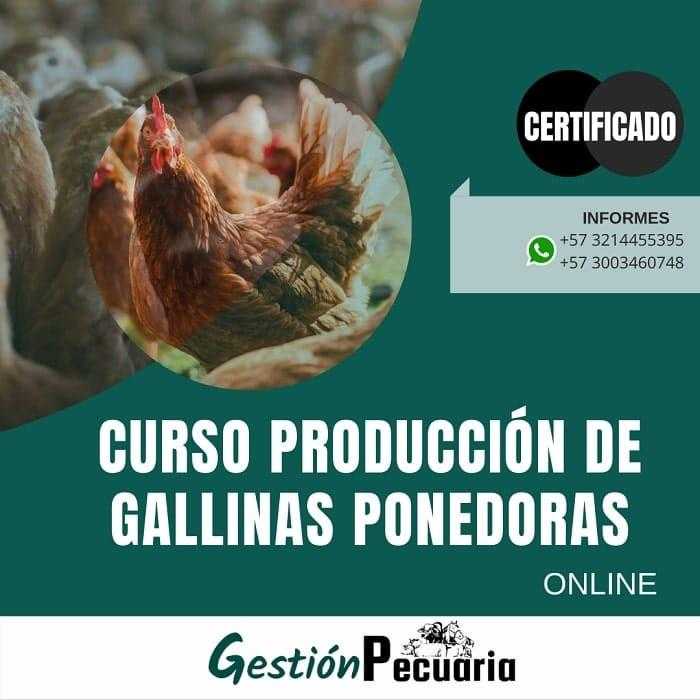 CURSO PRODUCCION DE GALLINAS PONEDORAS