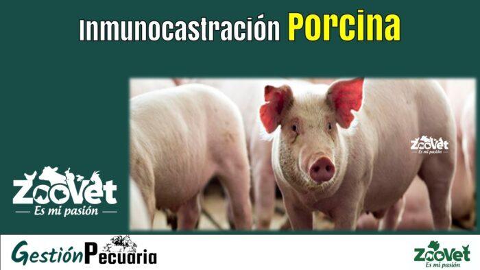 Inmunocastración Porcina