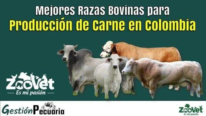 Mejores Razas Bovinas para Producción de Carne en Colombia