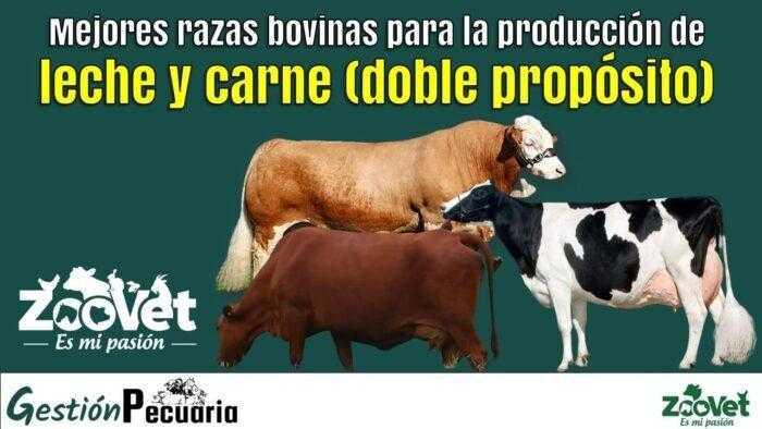 Mejores razas bovinas para la producción de leche y carne (doble propósito)