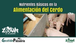 Nutrientes Básicos en la Alimentación del Cerdo