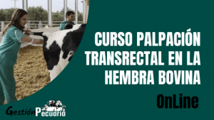 Curso Palpación Transrectal en la Hembra Bovina 