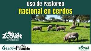 Uso de Pastoreo racional en Cerdos