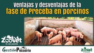 Ventajas y desventajas de la fase de preceba en porcinos