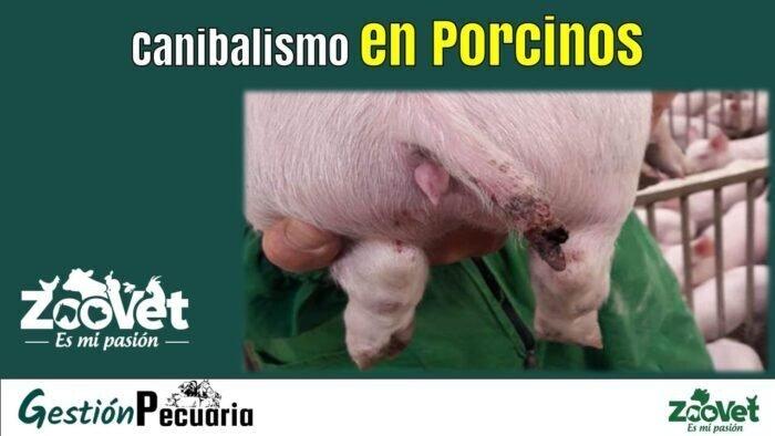 canibalismo en porcinos