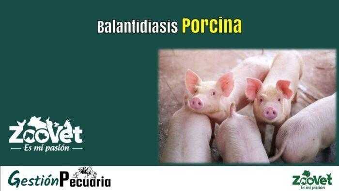 Balantidiasis Porcina