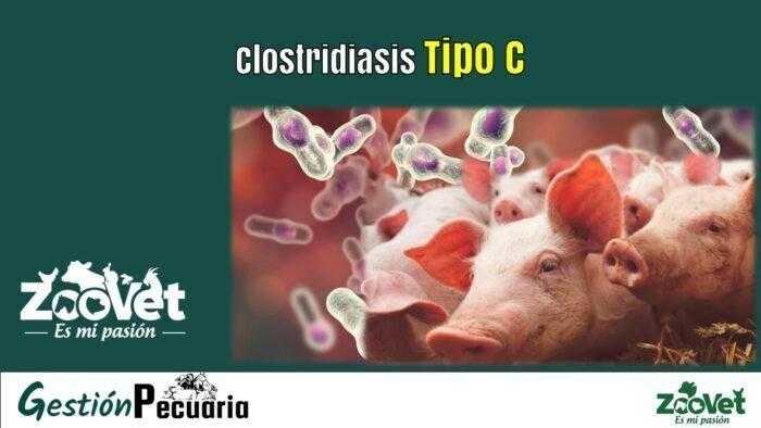 Clostridiasis Tipo C