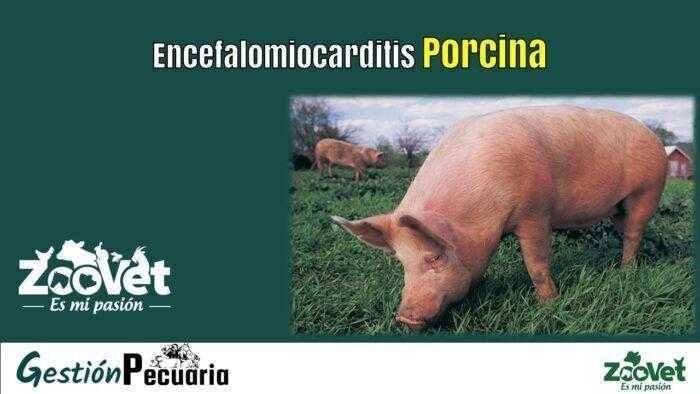Encefalomiocarditis Porcina
