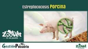 Estreptococosis Porcina