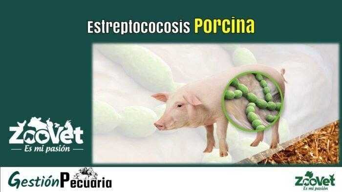 Estreptococosis Porcina
