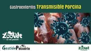 Gastroenteritis Transmisible Porcina