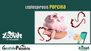 Leptospirosis porcina