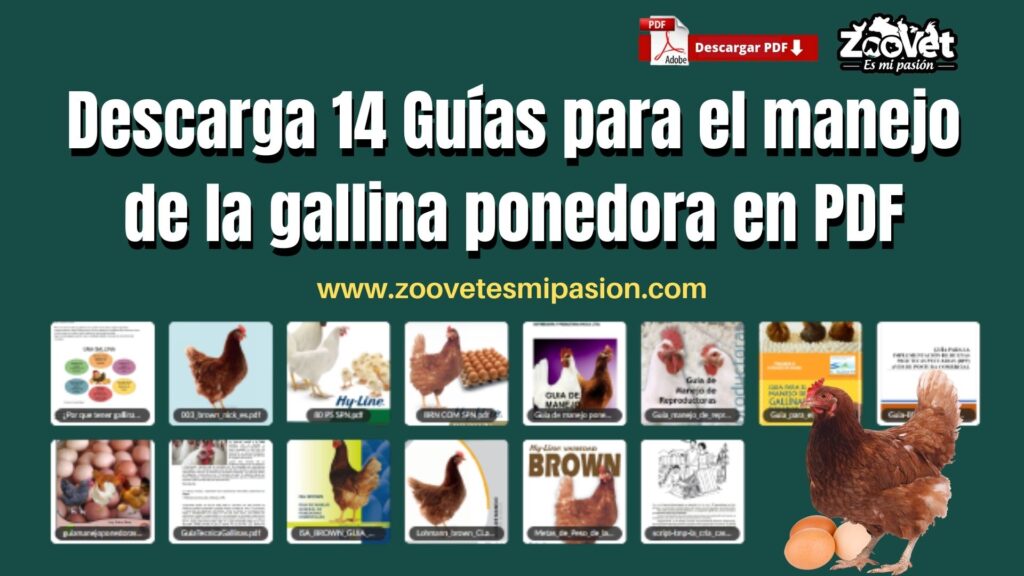 Libros de gallinas ponedoras