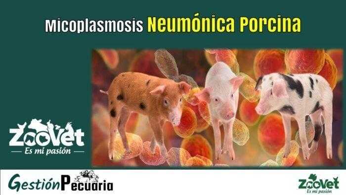 Micoplasmosis Neumónica Porcina