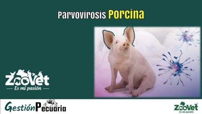 Parvovirosis Porcina