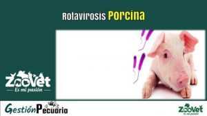 Rotavirosis Porcina