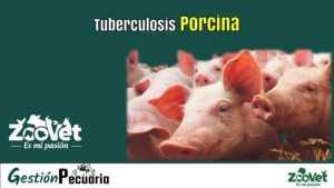Tuberculosis Porcina