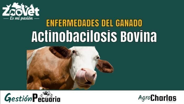 Enfermedad de Actinobacilosis Bovina