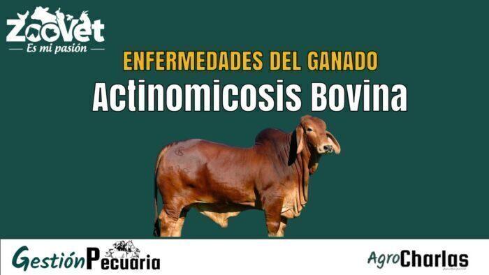 Enfermedad de Actinomicosis en el ganado Bovino