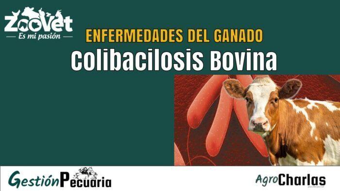 Enfermedad de la Colibacilosis Bovina