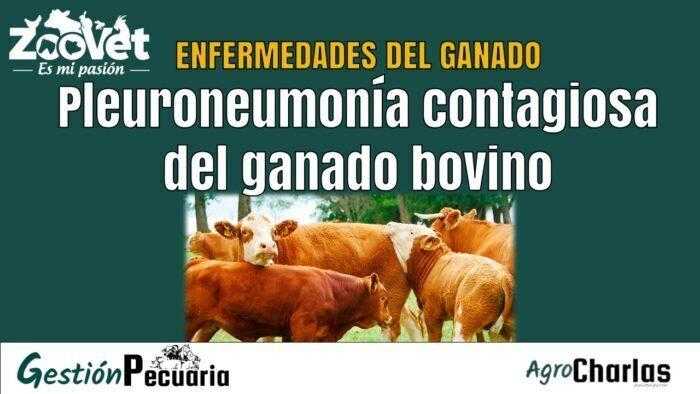 Pleuroneumonía contagiosa del ganado bovino
