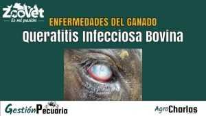 Queratitis Infecciosa en vacas