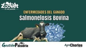 Enfermedad de Salmonelosis Bovina