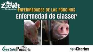 Enfermedad de Glasser en cerdos