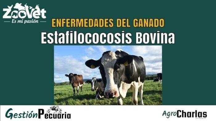 Enfermedad de Estafilococosis Bovina