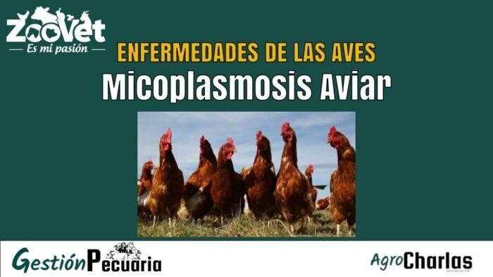 Micoplasmosis Aviar