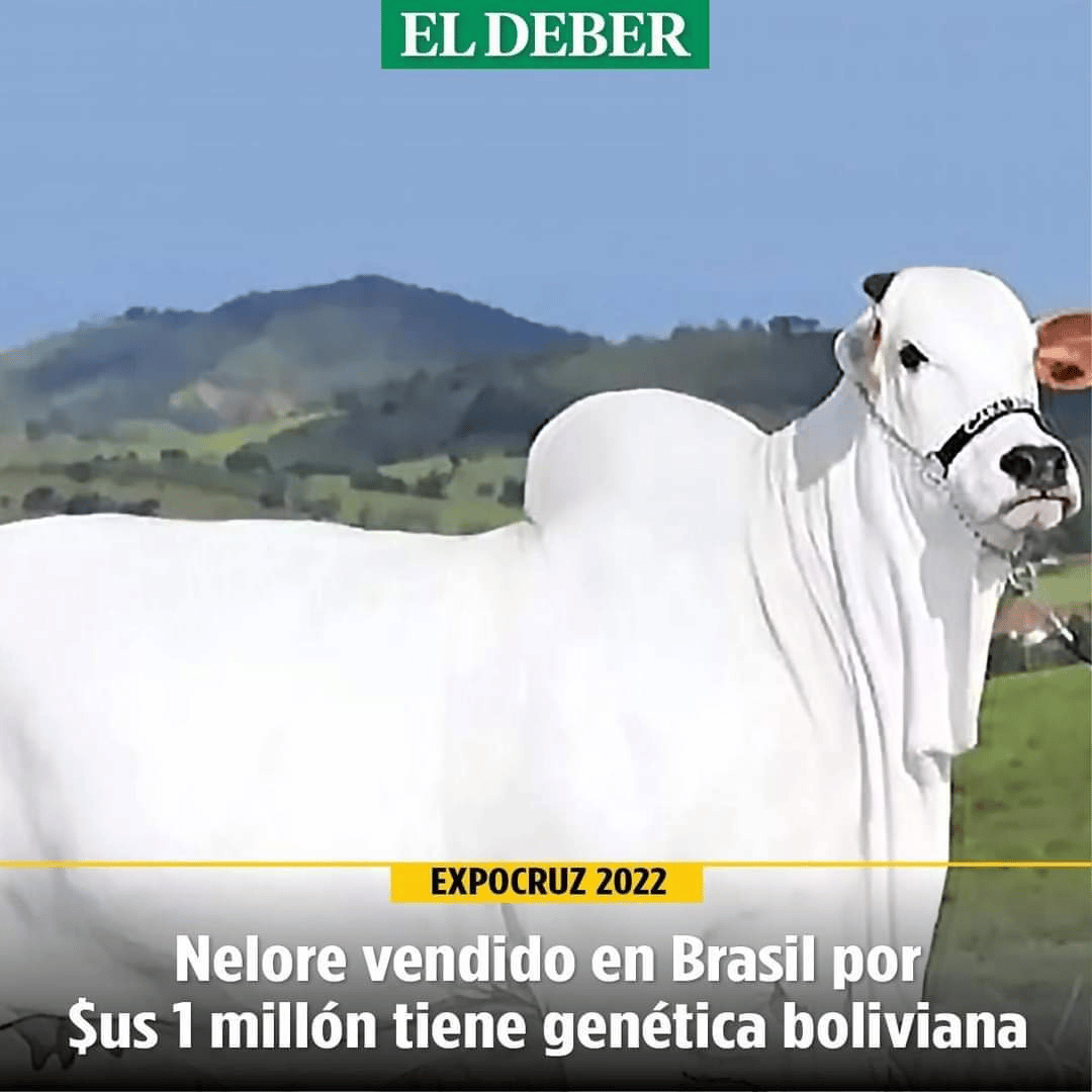 😲La Vaca Nelore de un millón de dólares