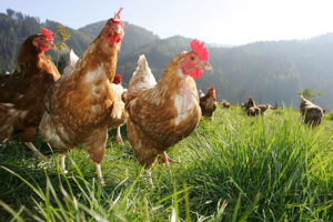 consumo de forraje de las gallinas en pastoreo