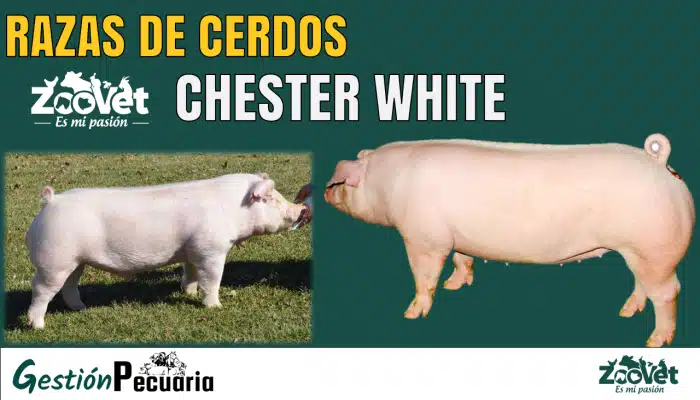 Cerdo chester white