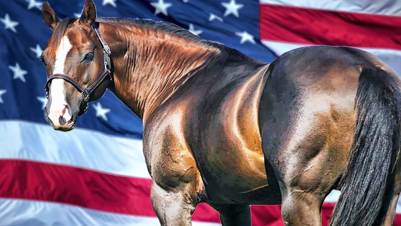 Raza de Caballo Cuarto de Milla y sus Características