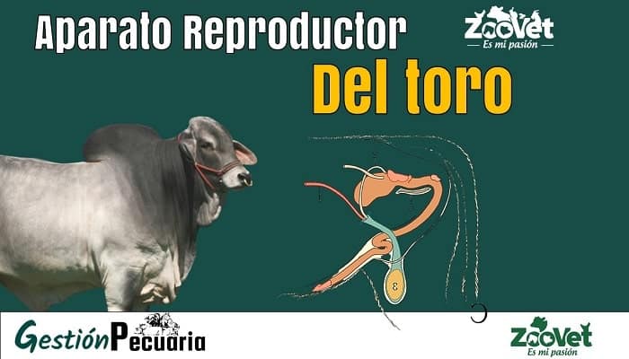 Aparato reproductor bovino, Aparato reproductor del toro