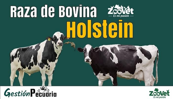 raza bovina Holstein