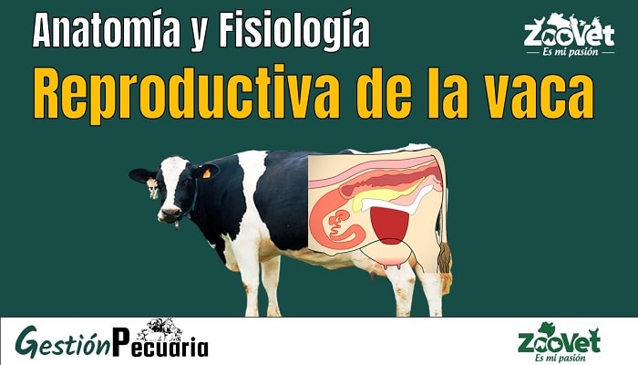 Anatomía y fisiología reproductiva de la vac