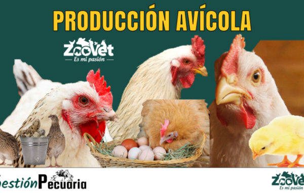 Producción Avícola