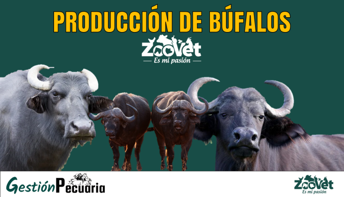 Producción de búfalos