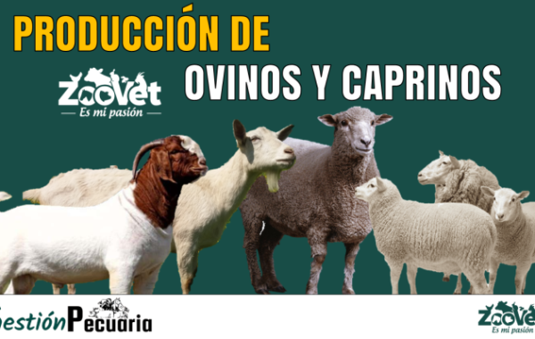 Producción de ovinos y caprinos
