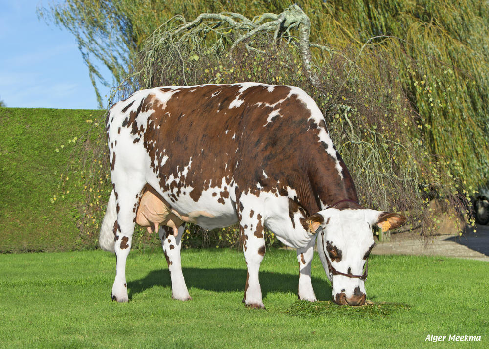 Raza Bovina Normando 【Información Actualizada