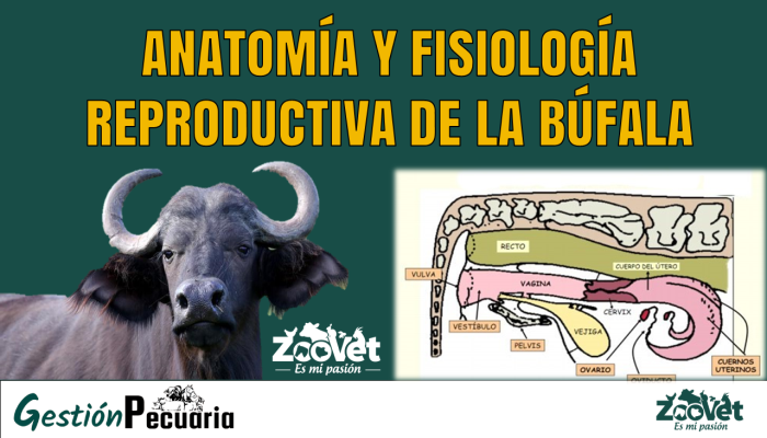 Fisiolog a Reproductiva De La B fala Toda La Informaci n Fisiolog a Reproductiva De La B fala Toda La Informaci n