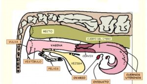 Fisiolog a Reproductiva De La B fala Toda La Informaci n Fisiolog a Reproductiva De La B fala Toda La Informaci n