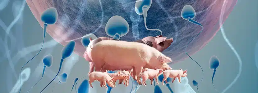 Reproducción Porcina