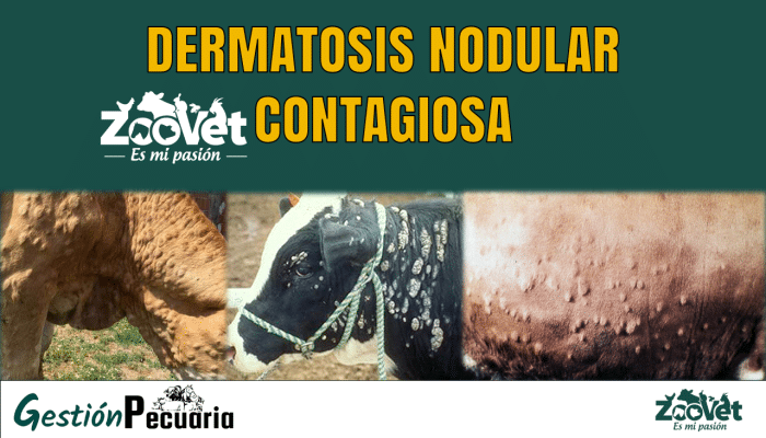 Dermatosis Nodular Contagiosa